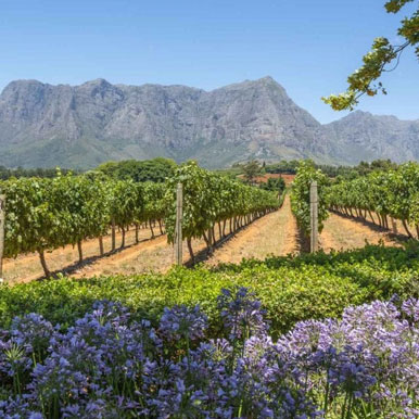 12 Day Cape Town Winelands And Sun Cit Golf Holiday