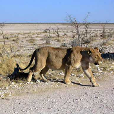 12 Day Exploring Namibia