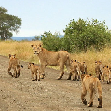 12 Day Family Tour, Kruger and Seychelles