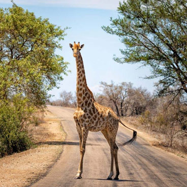 12 Day Highlights of Southern Africa Safari