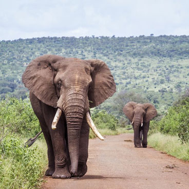 12 Day Highlights of Southern Africa Safari