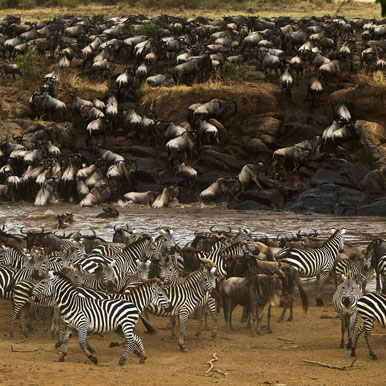 12 Day Maasai Mara and Seychelles Island