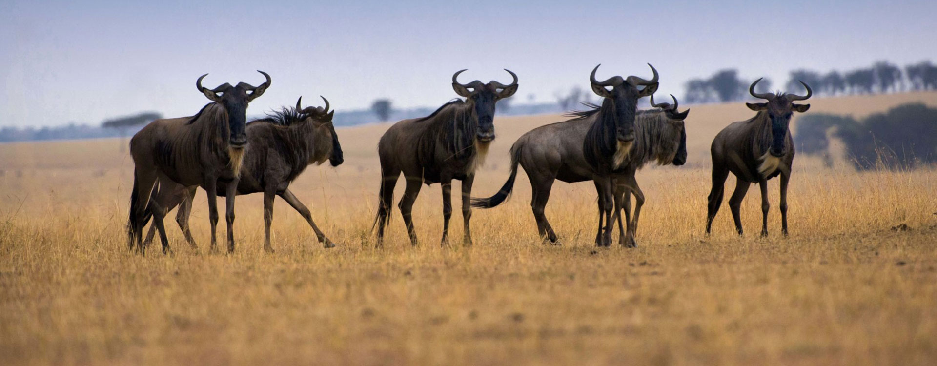 12 Days Great Migration Safari in Tanzania