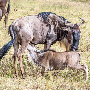 12 Days Great Migration Safari in Tanzania