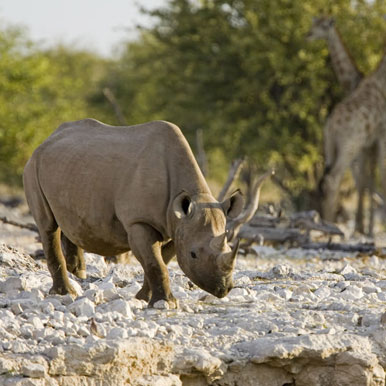 13 Day Exclusive Fully Serviced Namibia