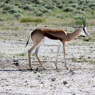 13 Day Exclusive Fully Serviced Namibia