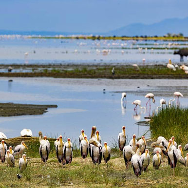 13 Day Honeymoon in Serengeti and Seychelles