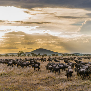 13 Day Honeymoon in Serengeti and Seychelles