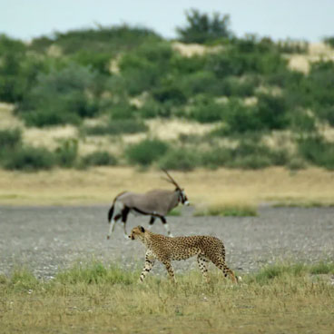 13 Day Sensible Botswana