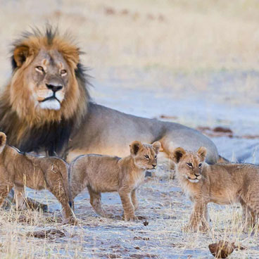 13 Days Best Of Zimbabwe Tour
