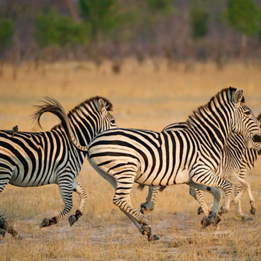 13 Days Best Of Zimbabwe Tour