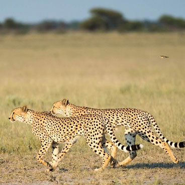 13 Day Classic Africa Safari