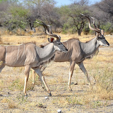 15 Day Namibia Camping Expedition