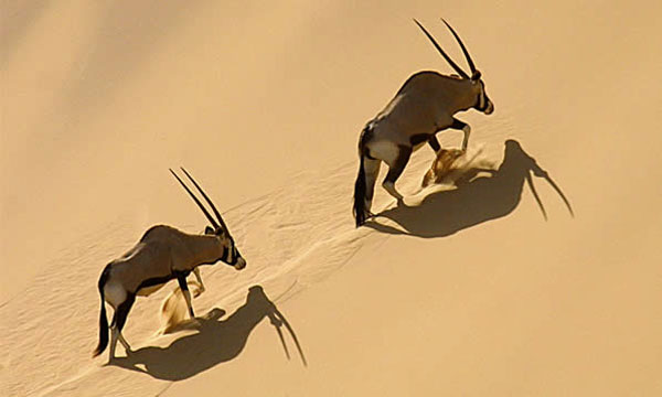 15 Day Namibia Deserts and Wildlife