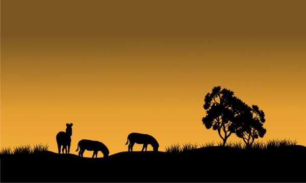 15 Day Ultimate Wildlife & Bird Safari Luxury