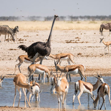 18 Days Fairest Cape and Namibia Self Drive