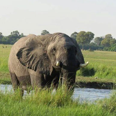17 Day Victoria Falls & Botswana Mobile Camping Safari Tour