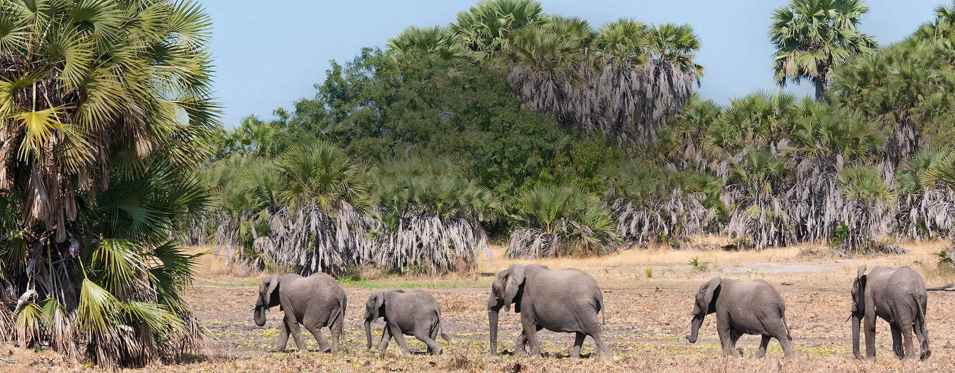 20 Day Africa Safari Tour