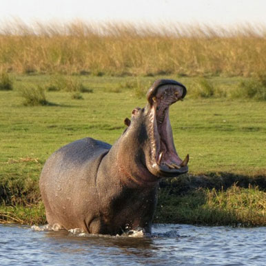 20 Day Africa Safari Tour