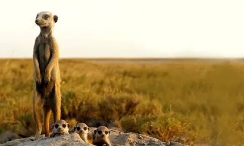 20 Day Africa Safari Tour