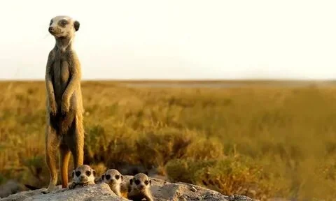 20 Day Africa Safari Tour