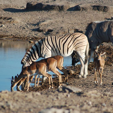 22 Day Brilliant Botswana And Namibia