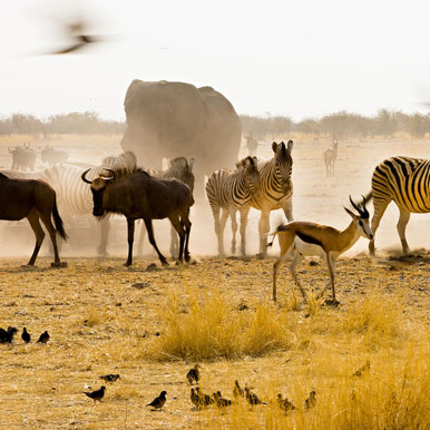 22 Day Brilliant Botswana And Namibia