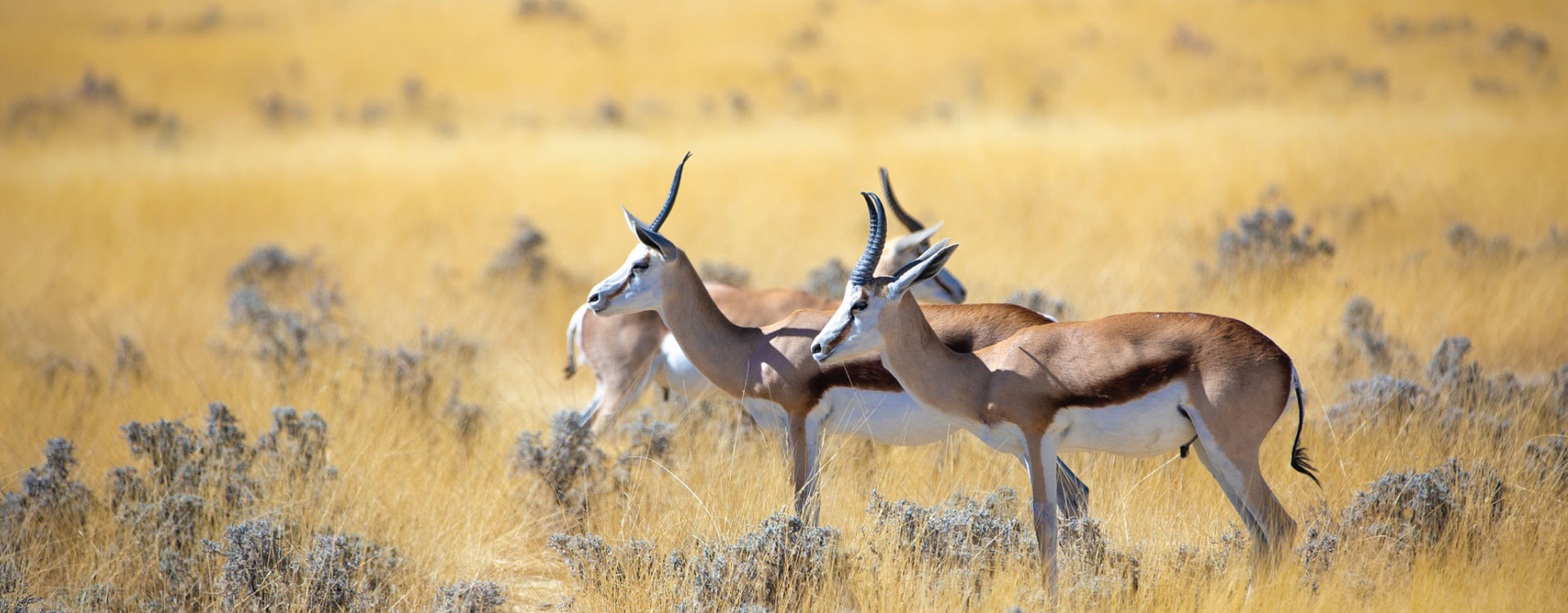3 Day Etosha Fly In Safari Luxury
