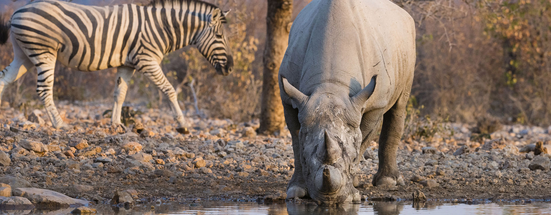 3 Day Etosha Fly In Safari Standard