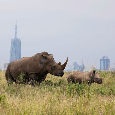3 Days Amboseli Safari