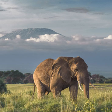 3 Days Amboseli Safari