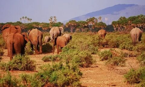 3 Day Amboseli Safari
