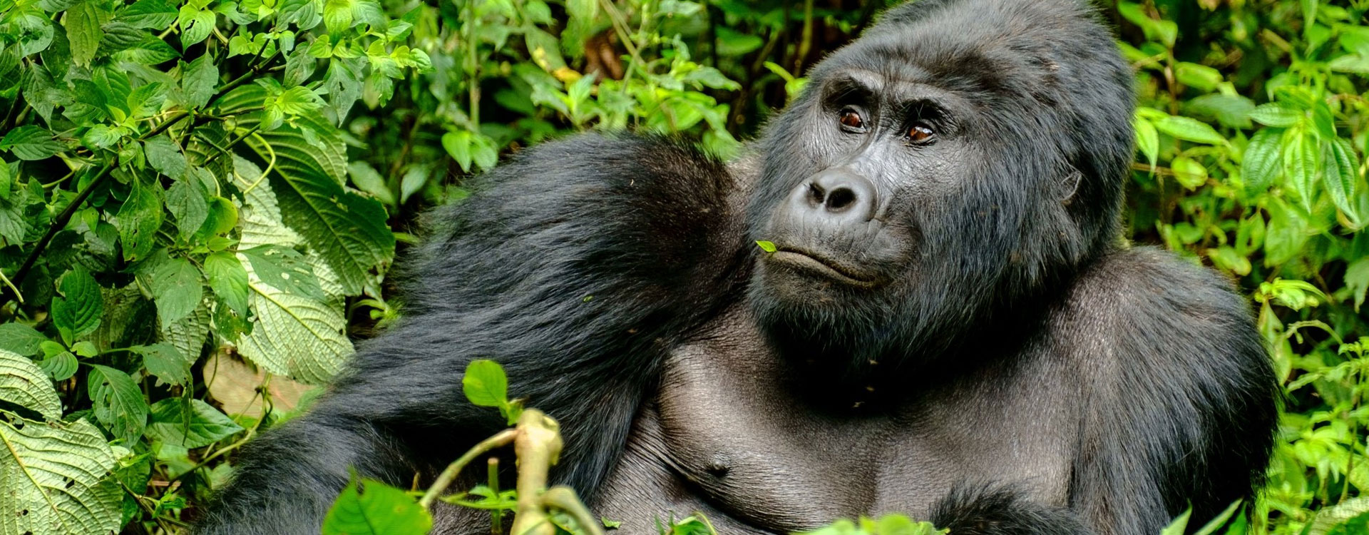 3 Days Bwindi Safari