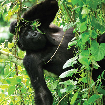 3 Days Bwindi Safari