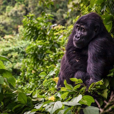 3 Days Bwindi Safari