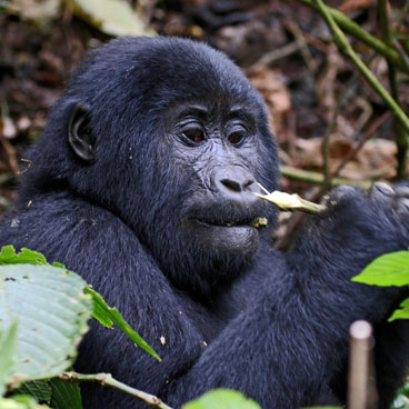 3 Days Bwindi Safari