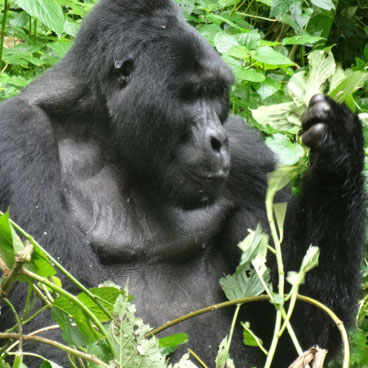 3 Days Bwindi Safari