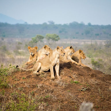 3 Days Kruger Family Camping