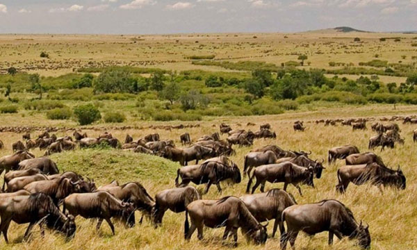 3 Day Maasai Mara Safari