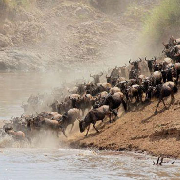 3 Day Maasai Mara Safari