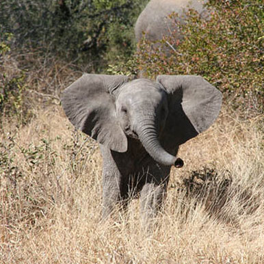 3 Days Rustic Kruger Park Family Self-Drive Safari
