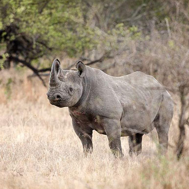 3 Days Rustic Kruger Park Family Self-Drive Safari