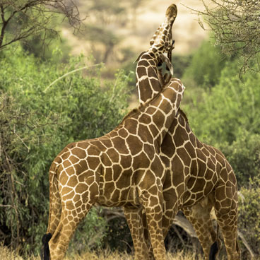 3 Days Samburu Safari