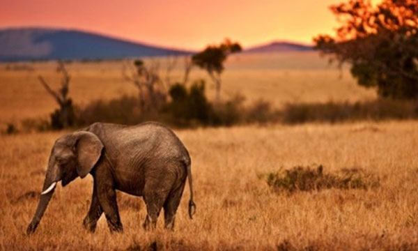 3 Day Traditional African Safari