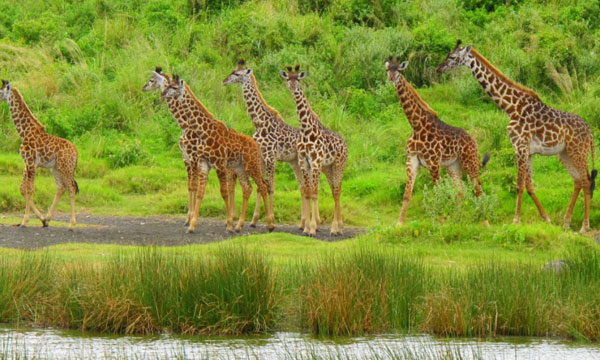3 Days Wilderness Adventure Safari