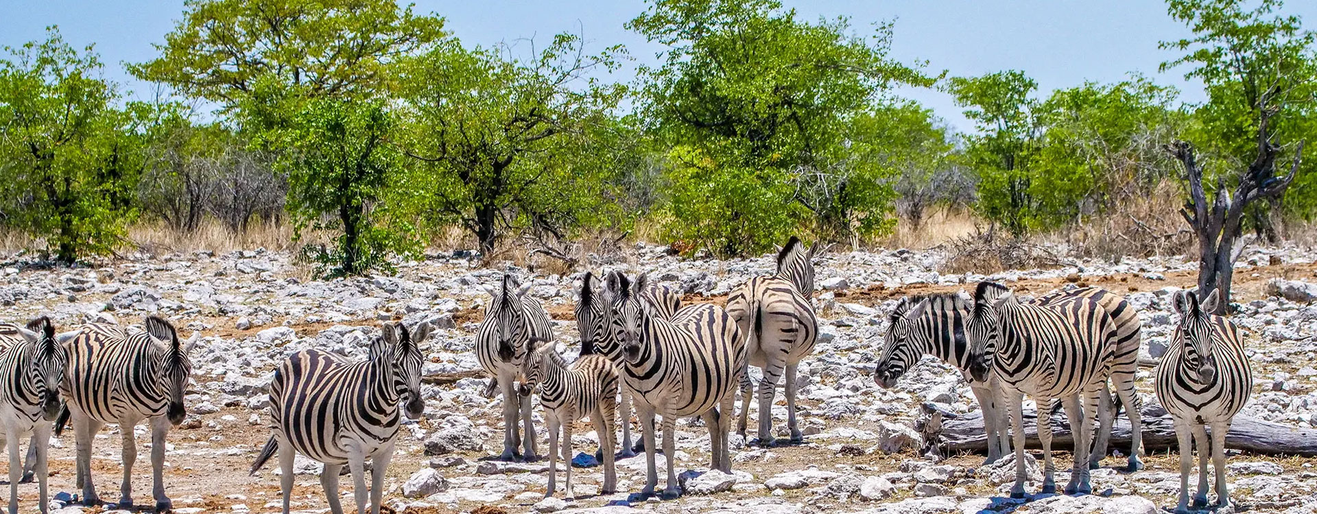 4 Day Classic Etosha National Park Safari