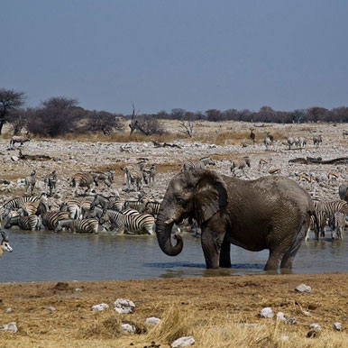 4 Day Classic Etosha National Park Safari
