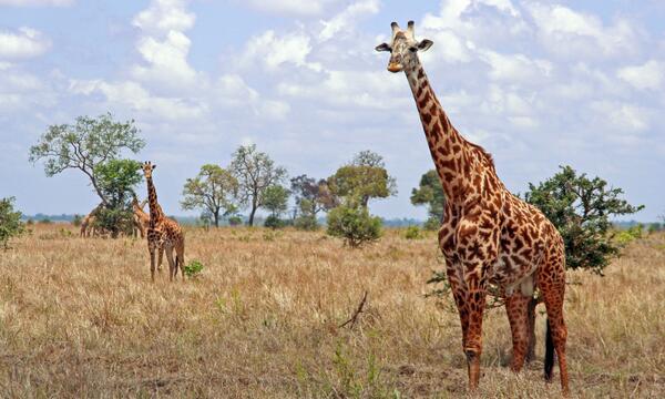 4 Day Classic Etosha National Park Safari