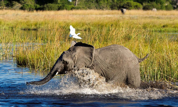 4 Days Classic Okavango Delta Honeymoon Safari