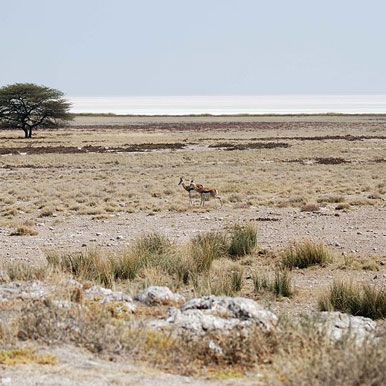4 Day Etosha FlyIn Safari